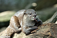 Kurzkrallenotter-ZooKA-9_8_12-1877-x