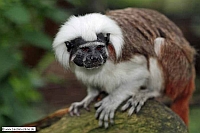 Lisztaffe-Zoo KA-17_08_2010-7994