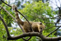 Nasenbaer-ZooKA-2015_09_20-07318