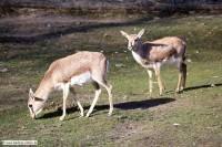 PersischeKropfgazelle-ZooKA-2014_02_09-2212