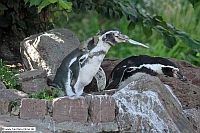 Pinguin-Zoo KA-04_09_10-5300