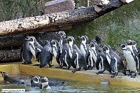 Pinguin-Zoo Landau-20_11_10-0779