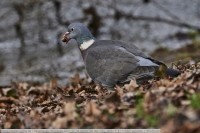 Ringeltaube-GKAnlage-2021_02_04-64B02766 Ringeltaube-GKAnlage-2021_02_04-64B02766