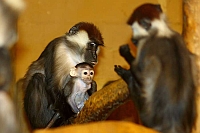 Rotscheitelmangabe_1485