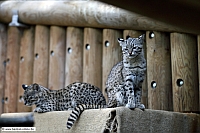 Salzkatze-ZooKA-1_5_12-8368