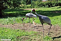 Saruskranich-ZooKA-9_8_12-1909-x