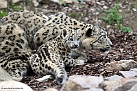 Schneeleopard-ZooKA-30_8_12-2839-xx