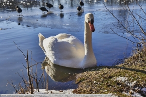 Schwan-GKAnlage-2021_02_13-64A00042 Schwan-GKAnlage-2021_02_13-64A00042