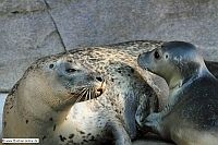 Seehund-ZooKA-5_9_11-3802