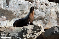 Seeloewe-Zoo KA-04_09_10-5569