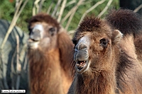 Trampeltier-Zoo KA-06_02_11-1759