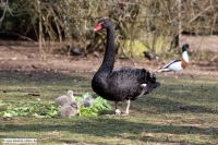 Trauerschwan-ZooKA-13-03-03-2635-x