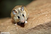 TuerkeiStachelmaus.KA