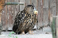 Uhu-Zoo KA-11-6-11_2404