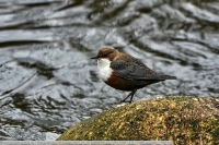 Wasseramsel-GKAnlage-2021_01_16-64B09460 Wasseramsel-GKAnlage-2021_01_16-64B09460