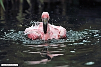 ZwergFlamingo-ZooKA-7_6_12-9818-x