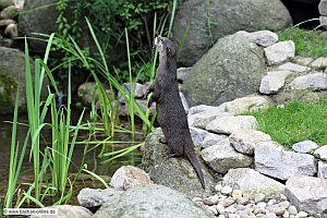 Zwergotter-ZooKA-16_6_12-_1980-xx