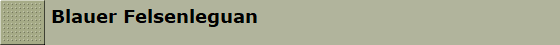 Blauer Felsenleguan