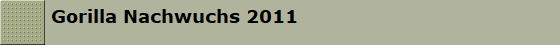 Gorilla Nachwuchs 2011