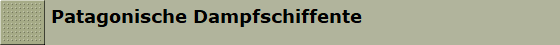 Patagonische Dampfschiffente