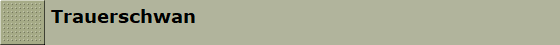 Trauerschwan