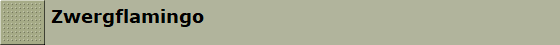 Zwergflamingo